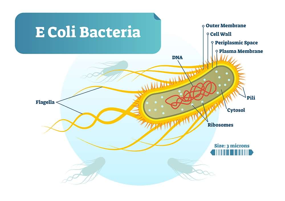 Bacterial meningitis causes, E. coli bacteria